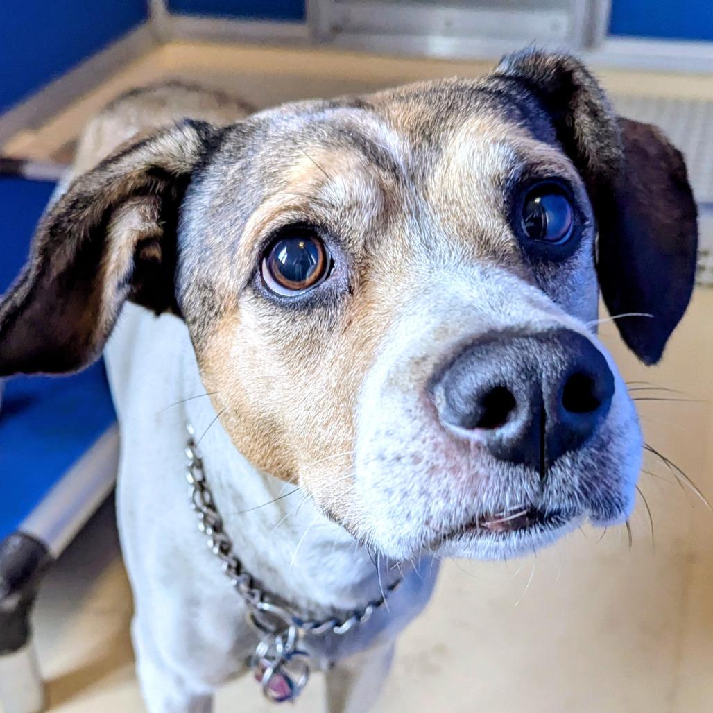 Enlarge Bruce T Moose, a Adoptable mixed breed in Marysville, OH image 2/2