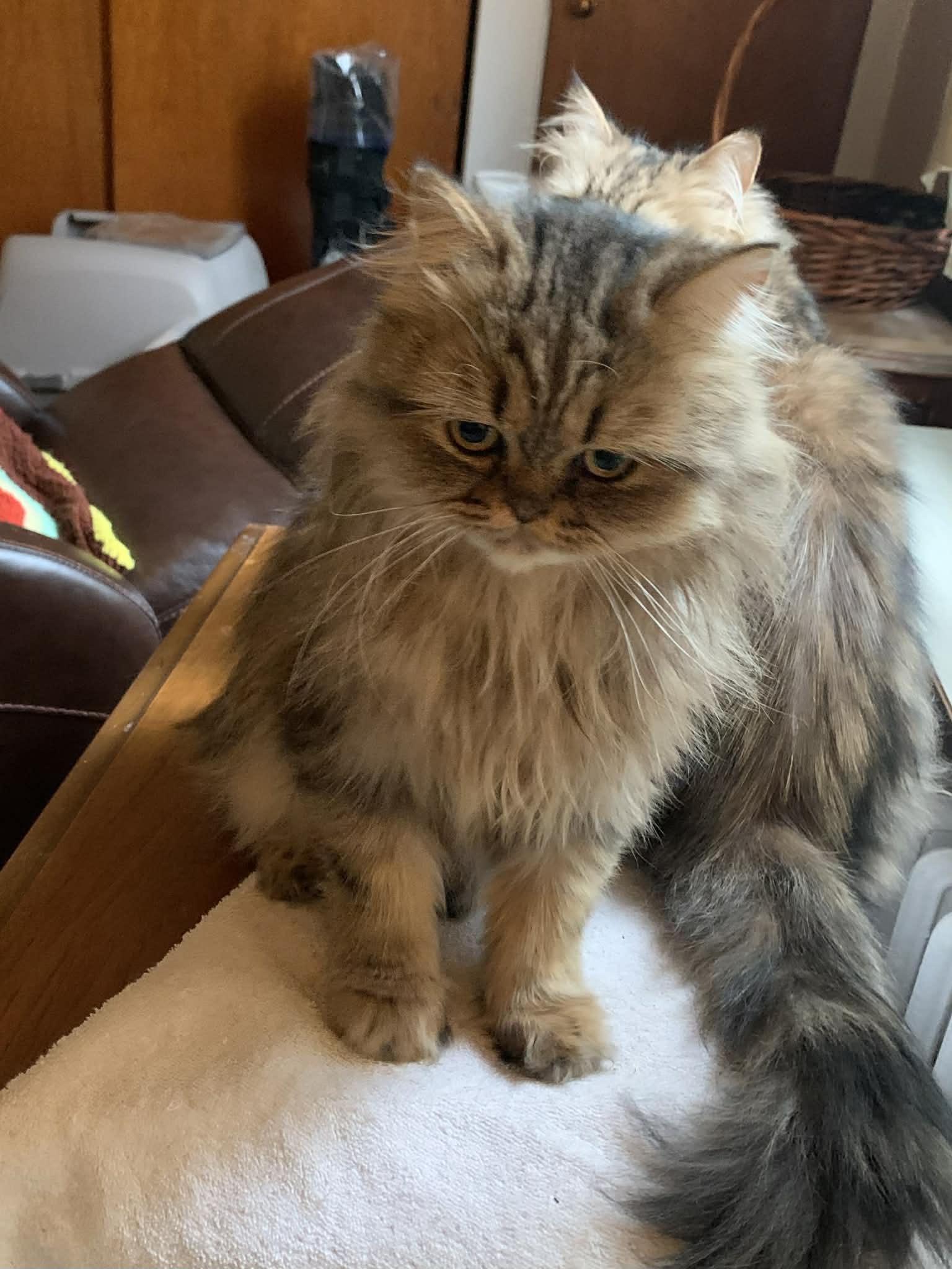 Mama Greta & son Frankie , a Adoptable Persian in Woodmere, NY image 2/5