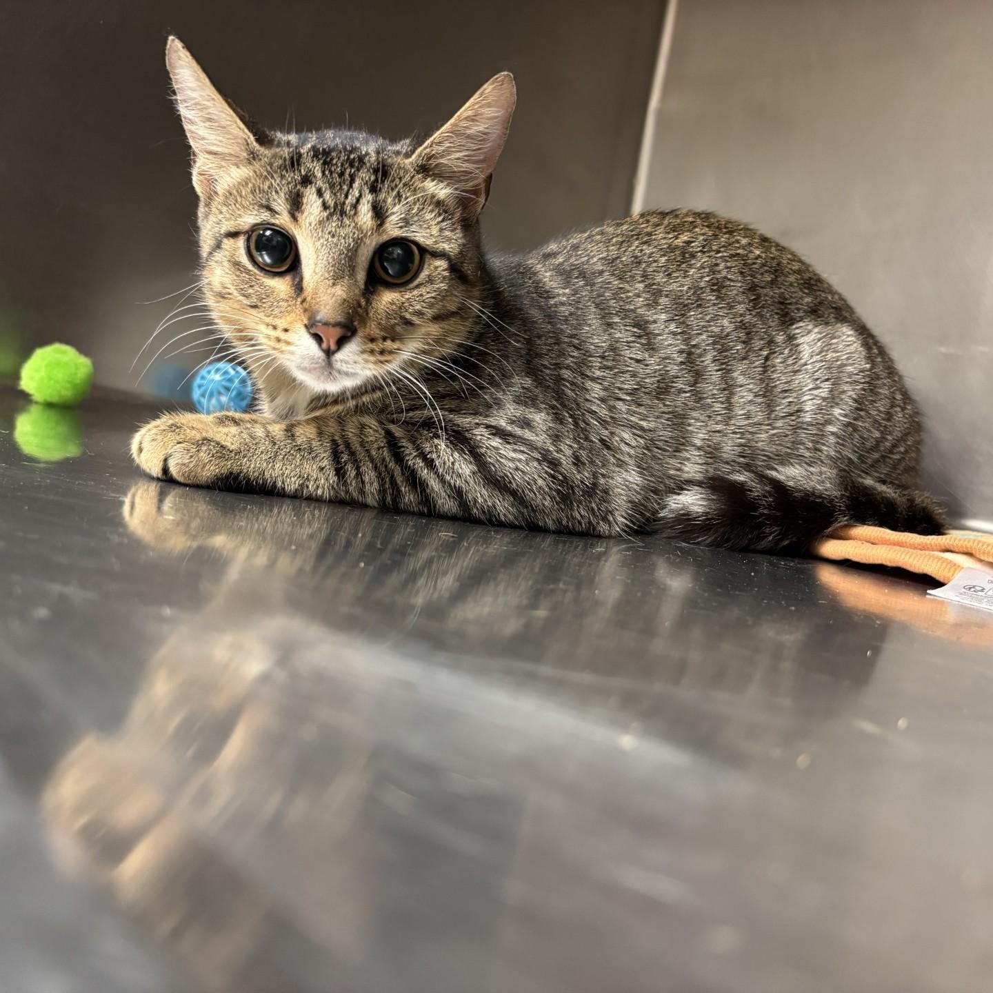 Cipher, Adoptable, Young Male Domestic Short Hair.