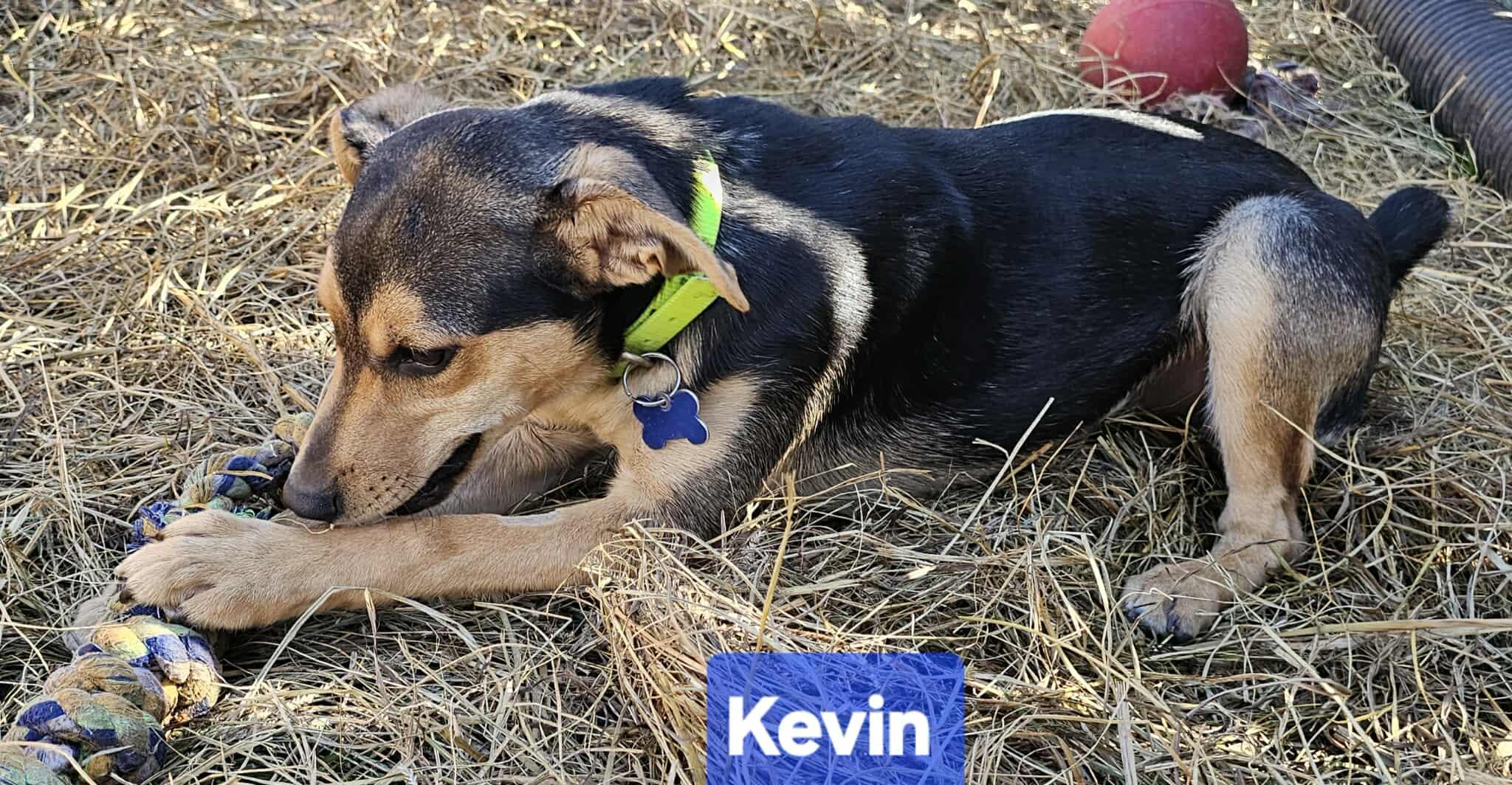 Kevin (6mo PUPPY)