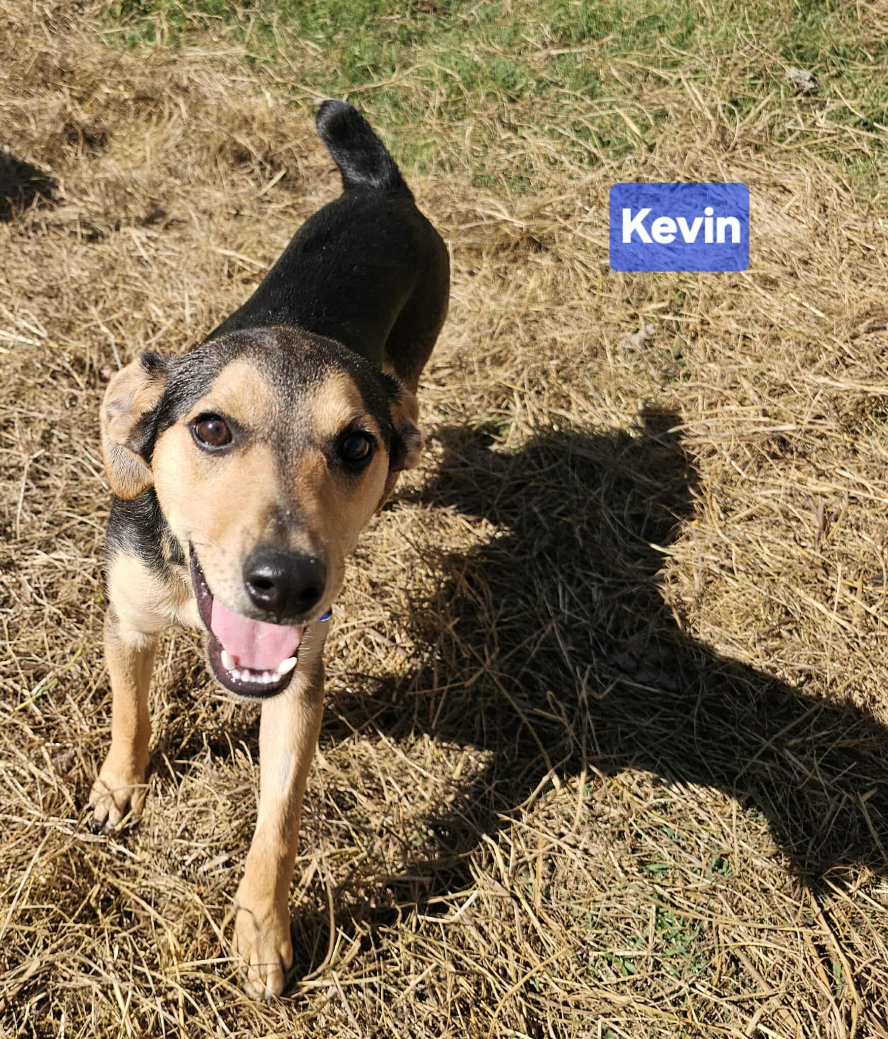 Kevin (6mo PUPPY)