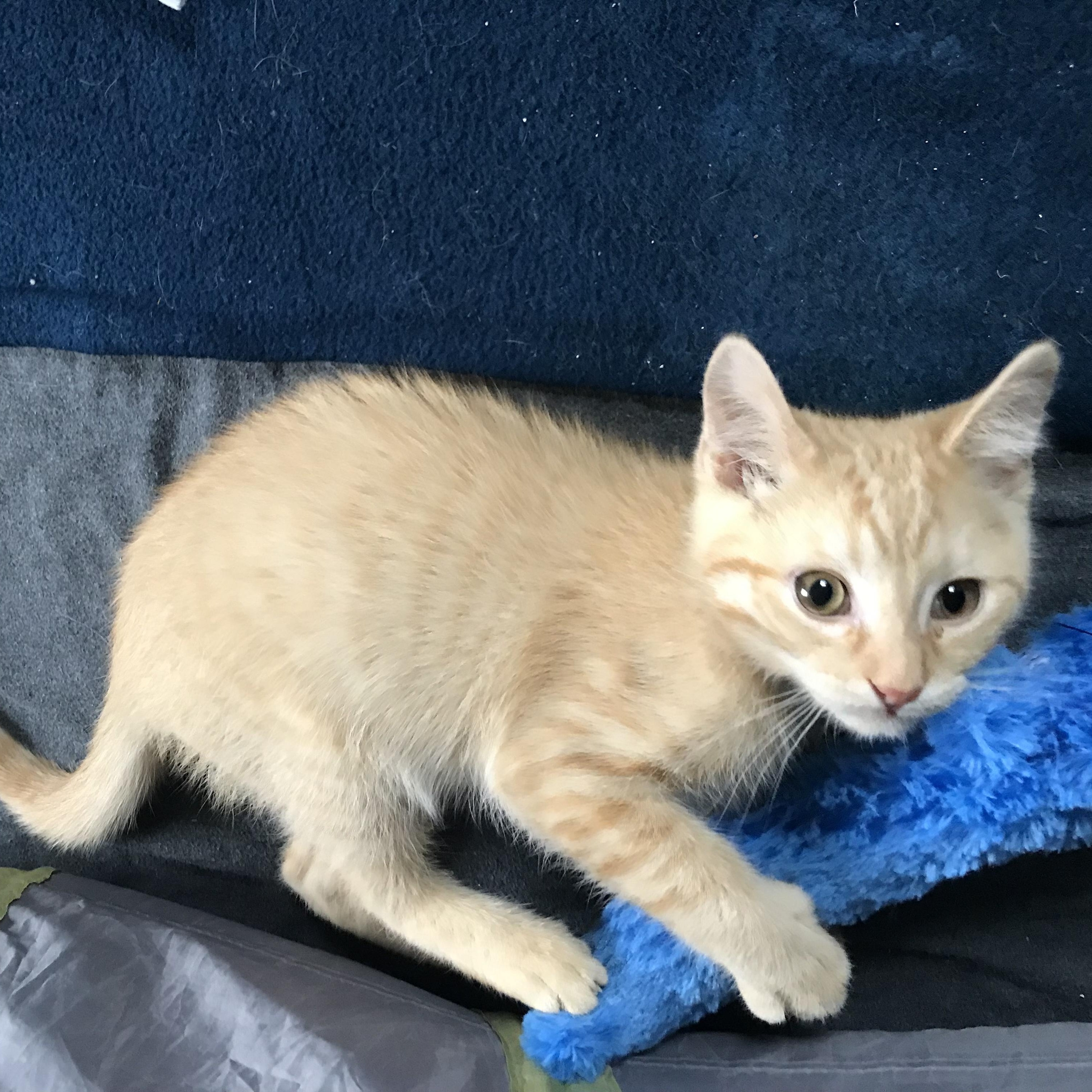Cappuccino, adopted, Kitten Male American Shorthair.