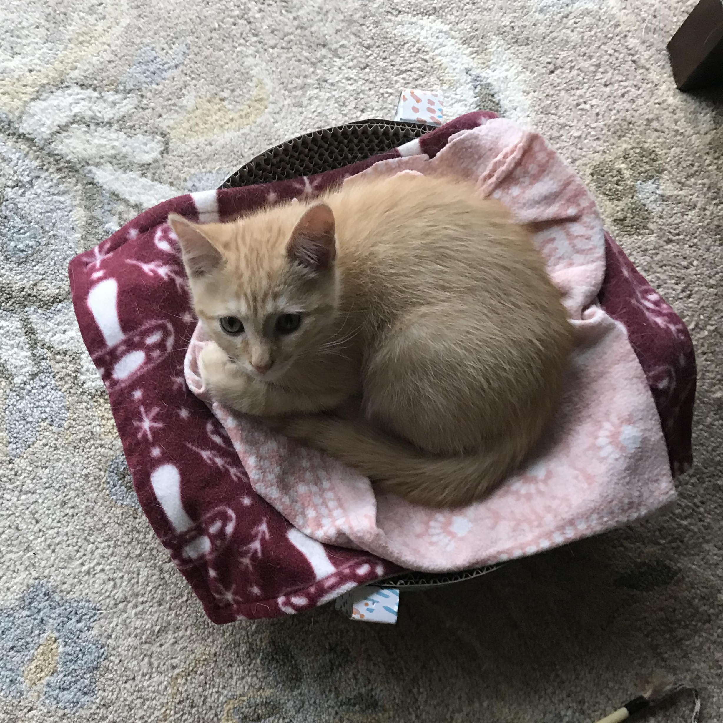Enlarge Cappuccino, an adopted American Shorthair in Hull, MA image 4/5