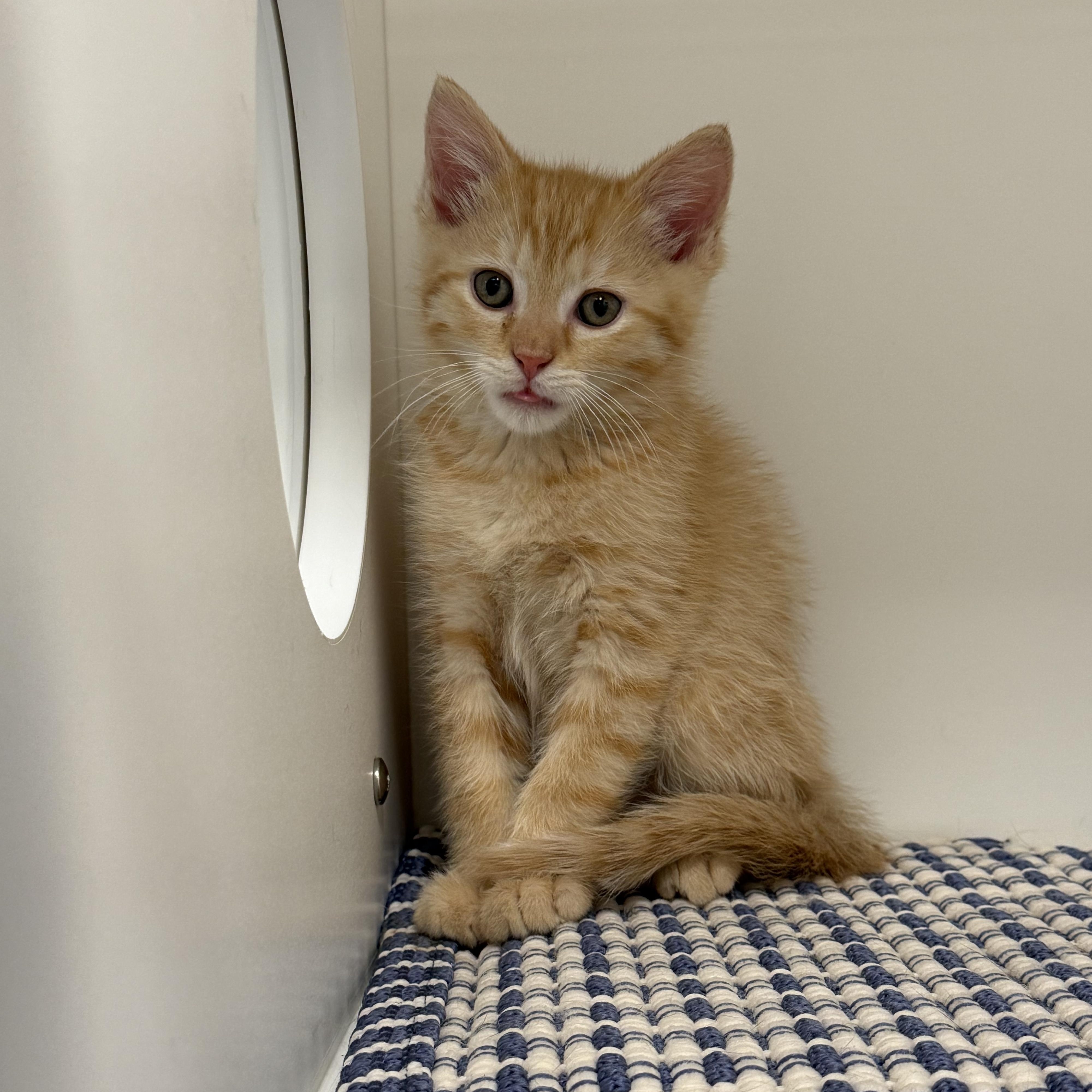 Enlarge Cappuccino, an adopted American Shorthair in Hull, MA image 2/5