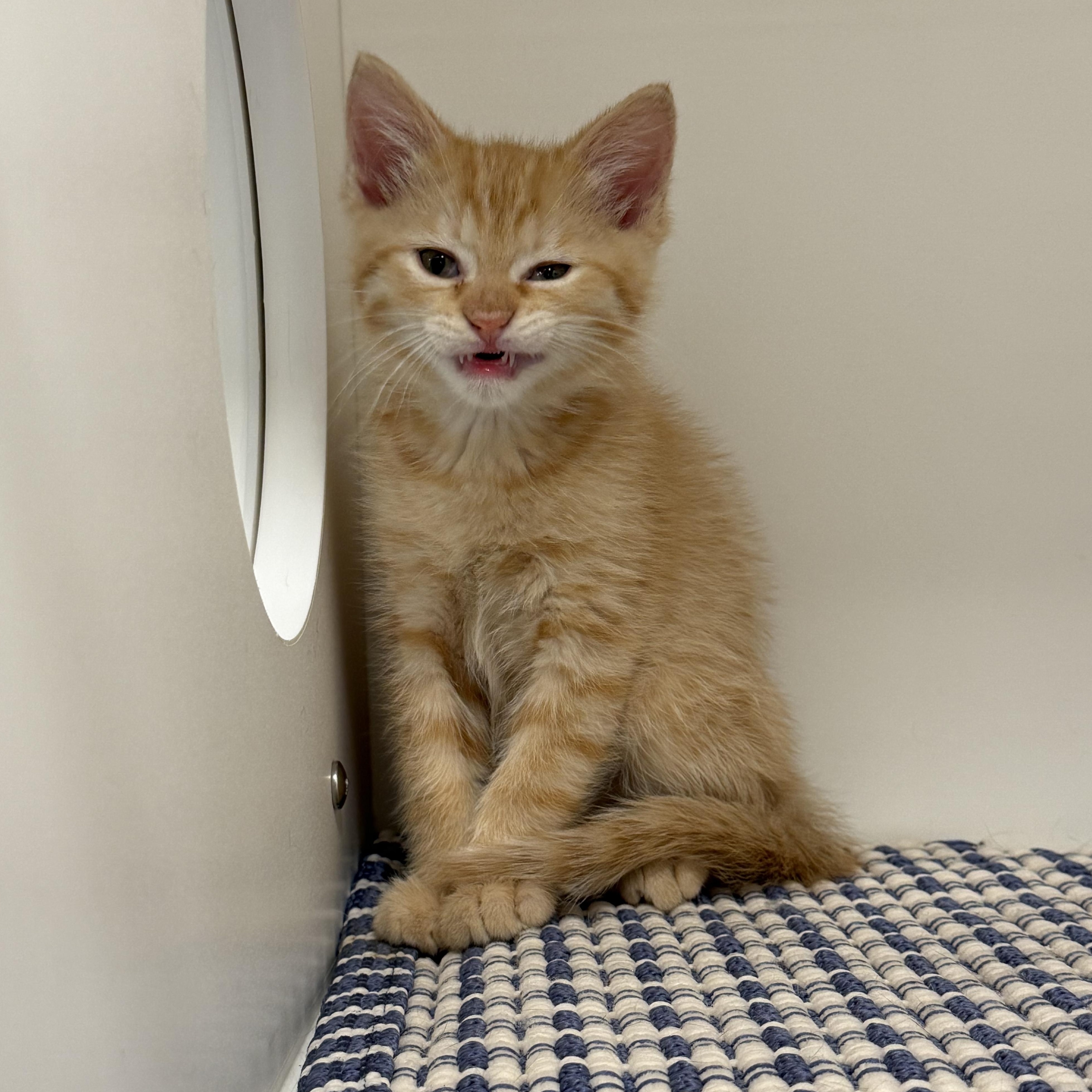 Enlarge Cappuccino, an adopted American Shorthair in Hull, MA image 5/5