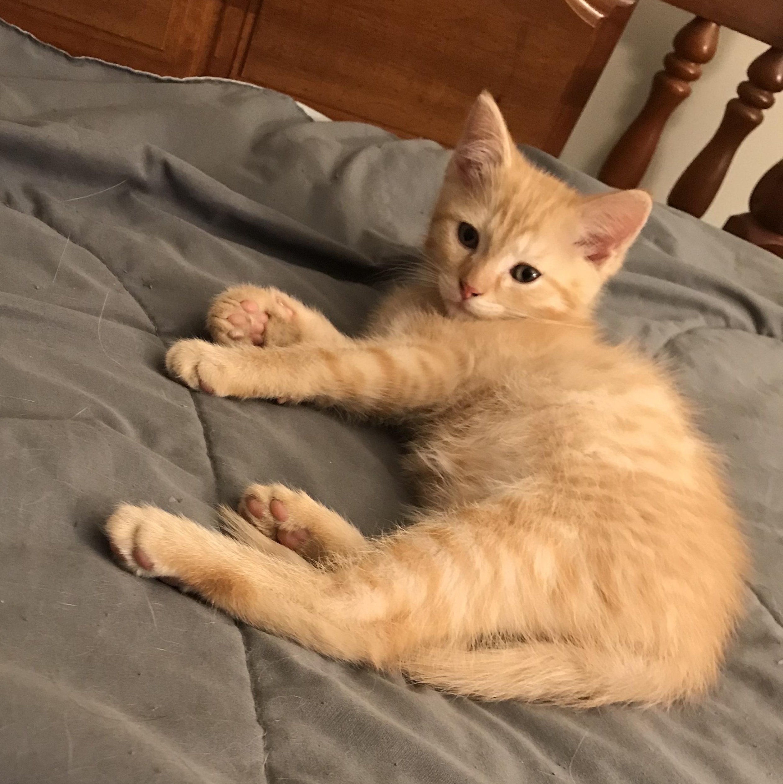 Enlarge Cappuccino, an adopted American Shorthair in Hull, MA image 3/5