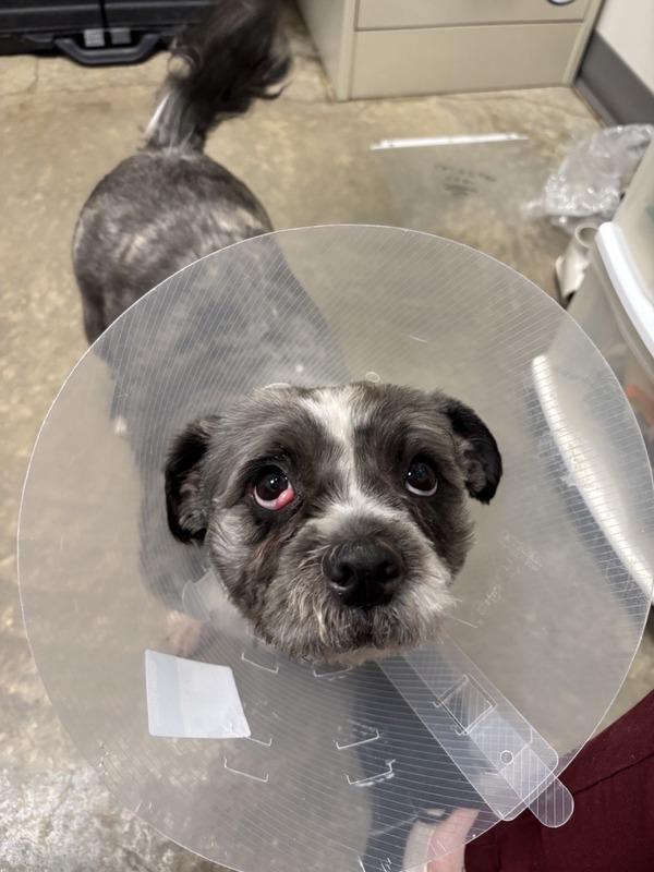 Alex, Adoptable, Adult Male Shih Tzu.