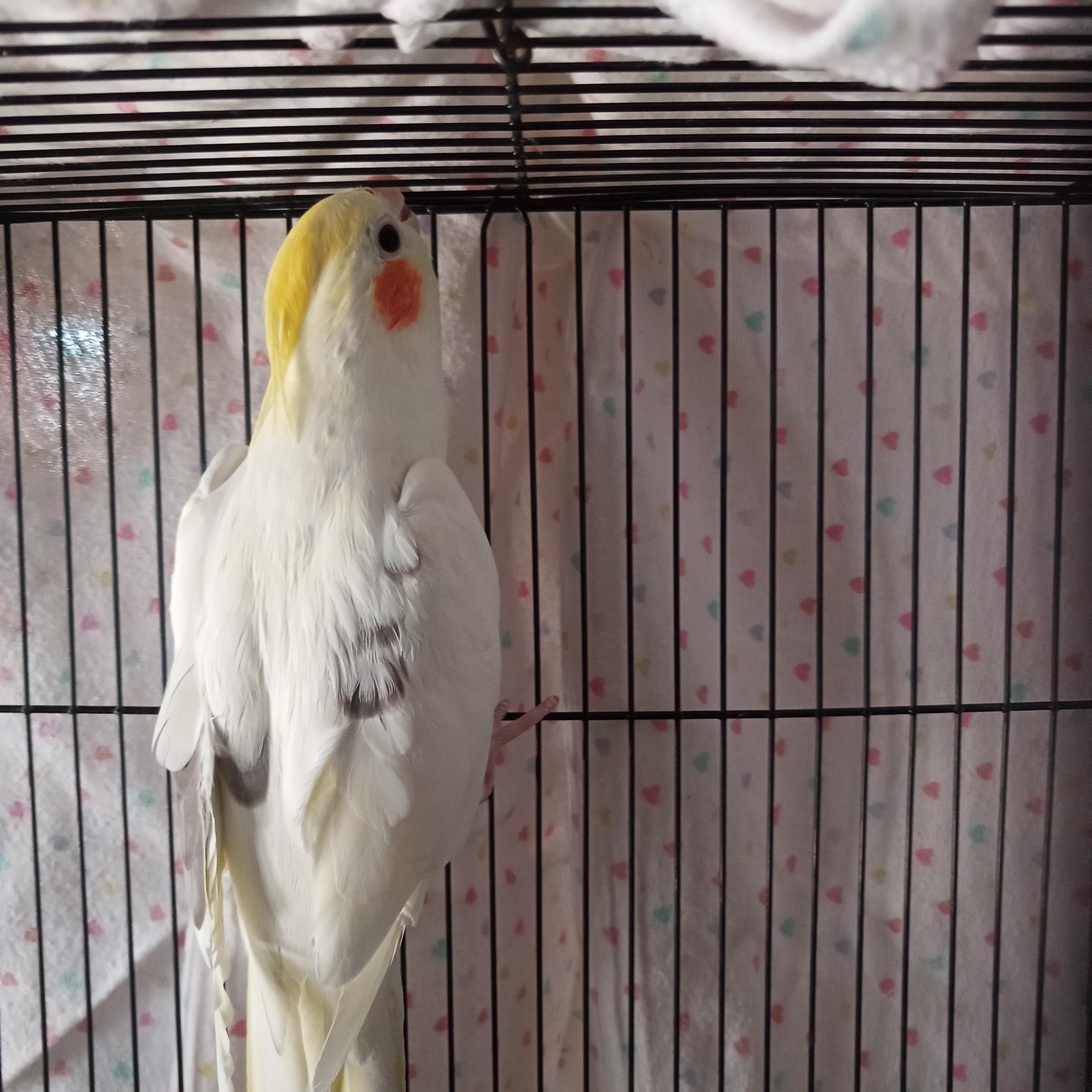 Enlarge Lalo, a Adoptable Cockatiel in Modesto, CA image 2/2