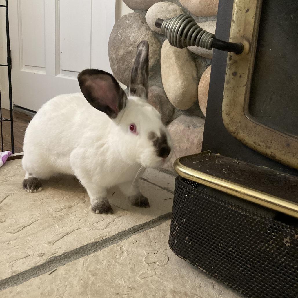 Orecchiette, Adoptable, Young Female Californian.