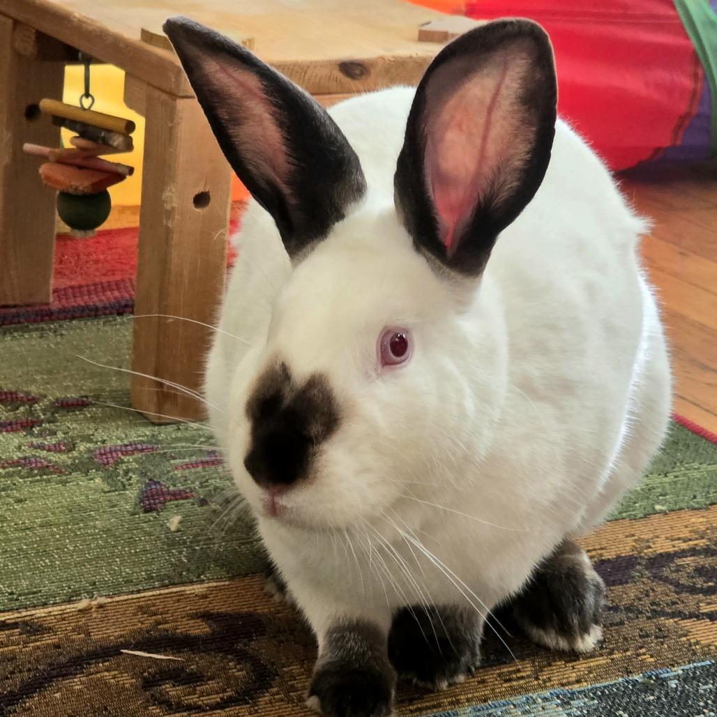 Enlarge Orecchiette, a Adoptable Californian in Richmond, CA image 2/6