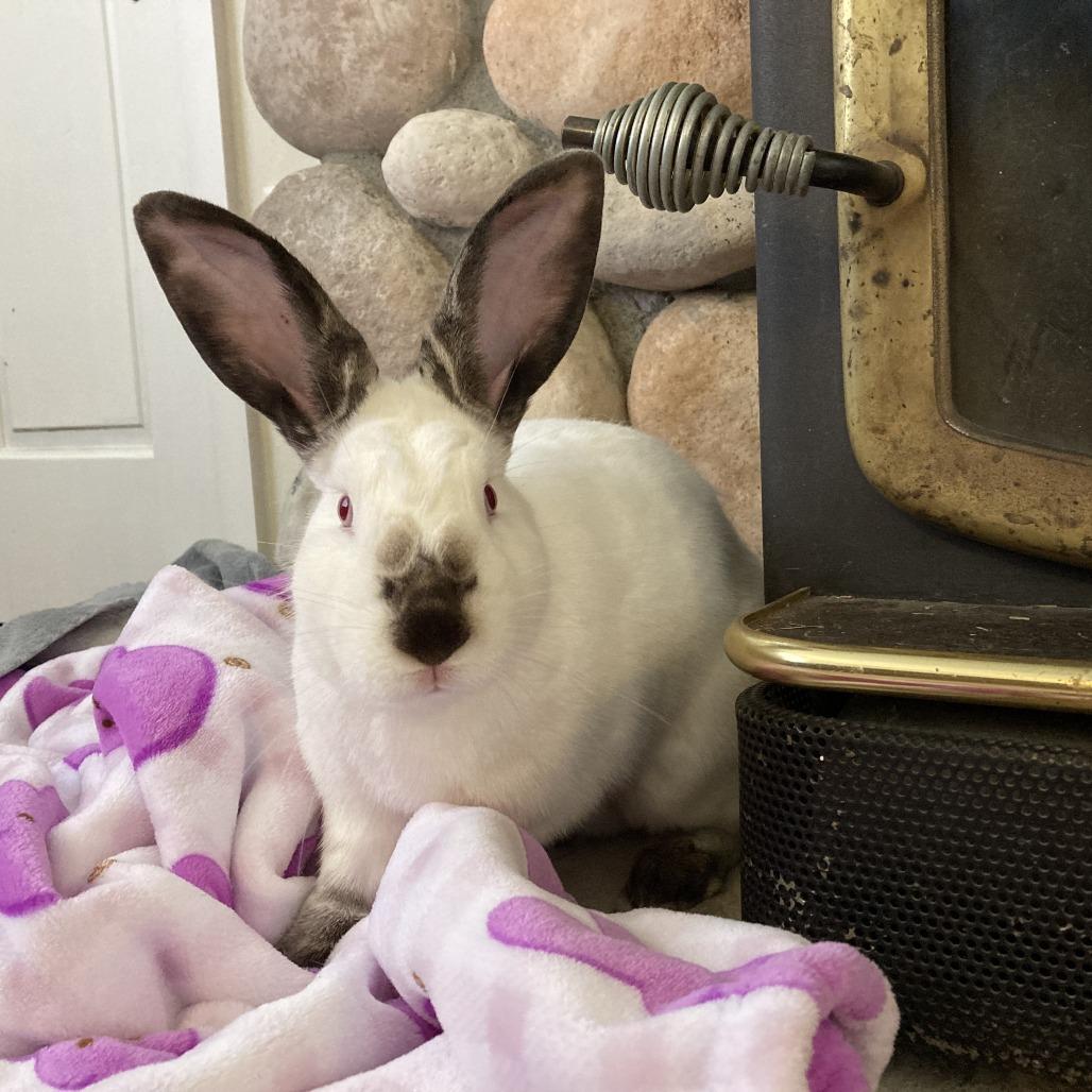 Enlarge Orecchiette, a Adoptable Californian in Richmond, CA image 2/6