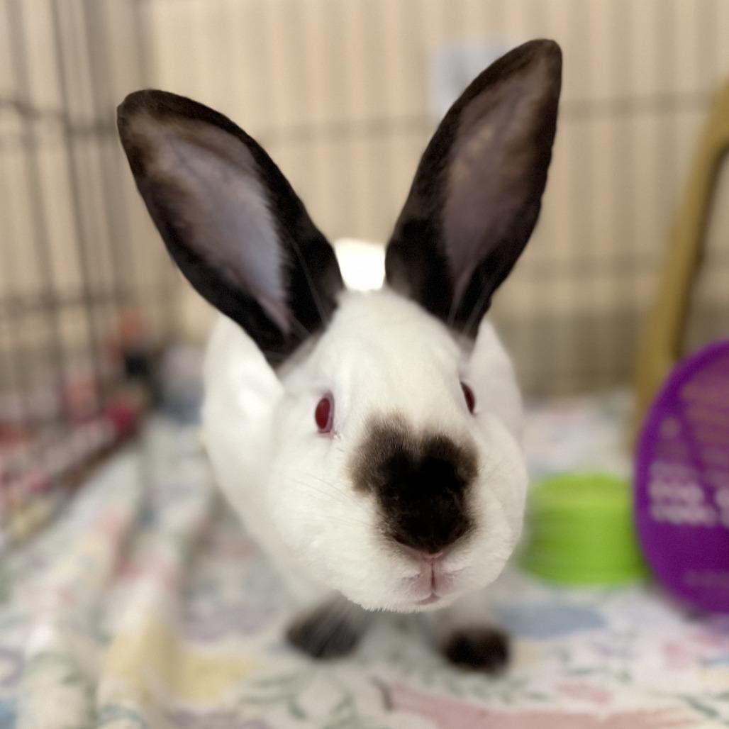 Enlarge Orecchiette, a Adoptable Californian in Richmond, CA image 2/6