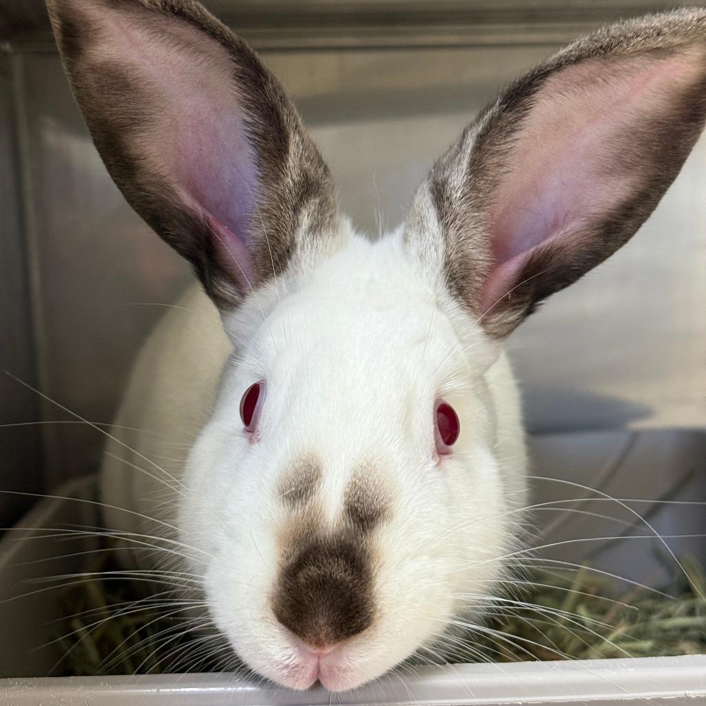 Enlarge Orecchiette, a Adoptable Californian in Richmond, CA image 3/6