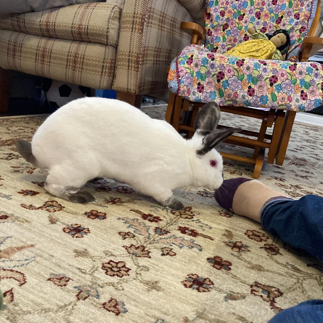 Enlarge Orecchiette, a Adoptable Californian in Richmond, CA image 4/6