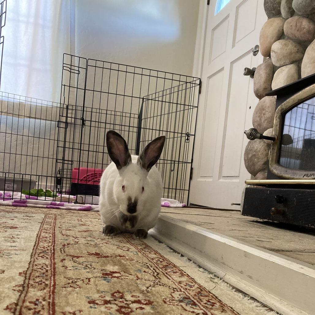 Enlarge Orecchiette, a Adoptable Californian in Richmond, CA image 5/6