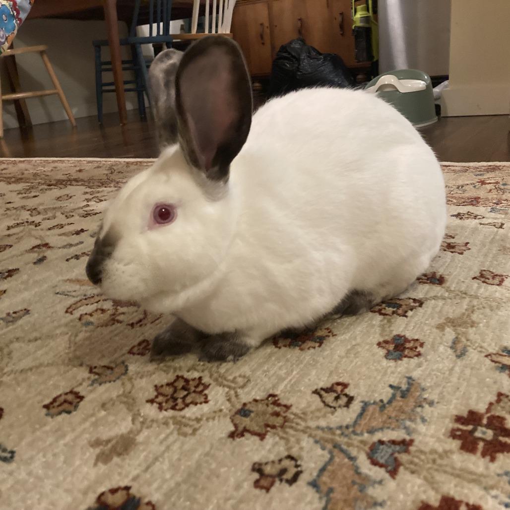 Enlarge Orecchiette, a Adoptable Californian in Richmond, CA image 6/6