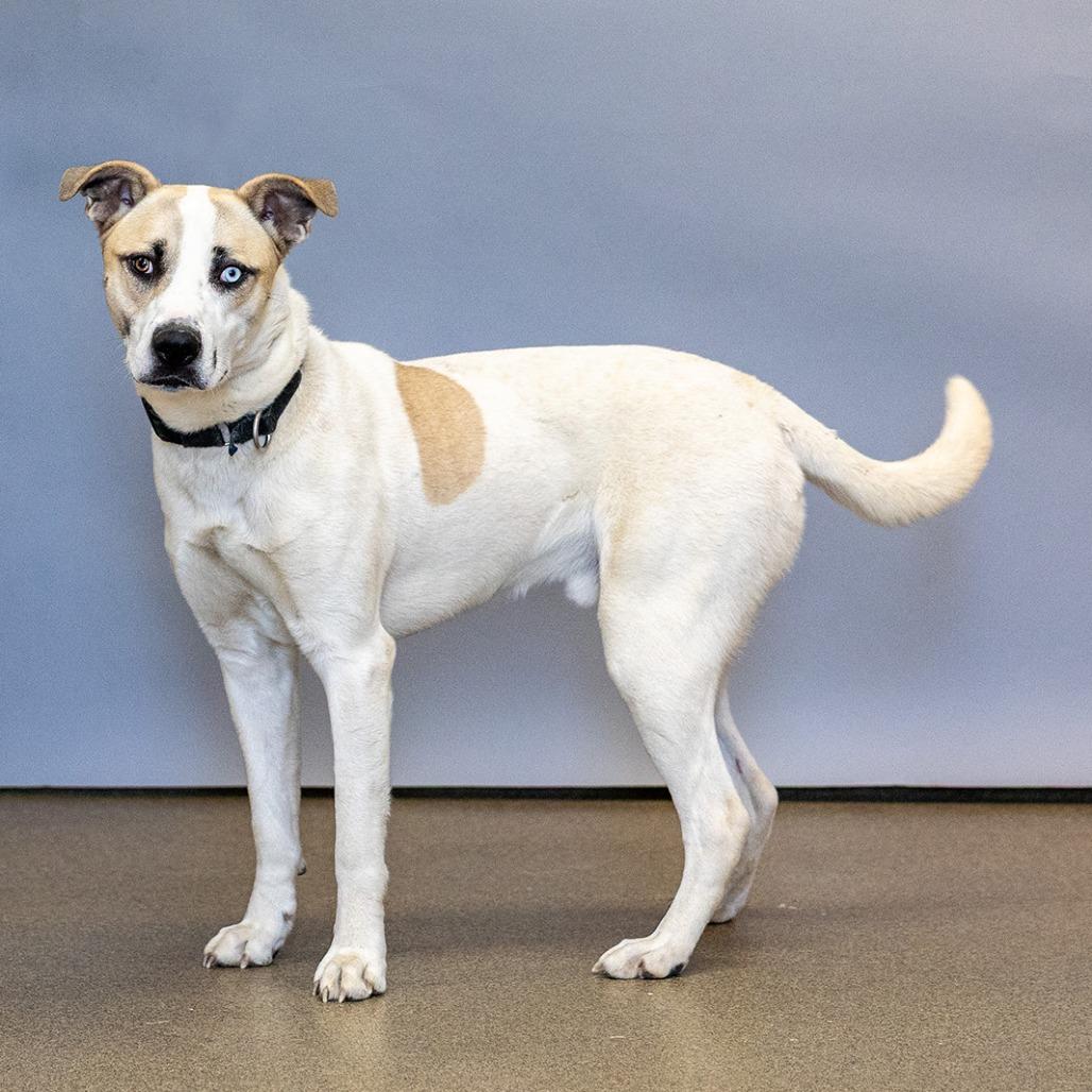 Enlarge Ghost, a Adoptable mixed breed in Council Bluffs, IA image 1/4
