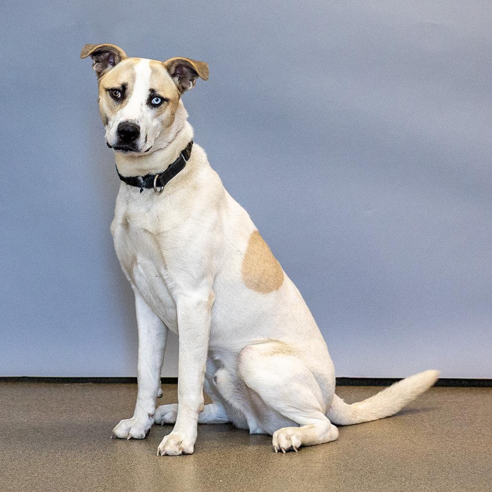 Enlarge Ghost, a Adoptable mixed breed in Council Bluffs, IA image 2/4
