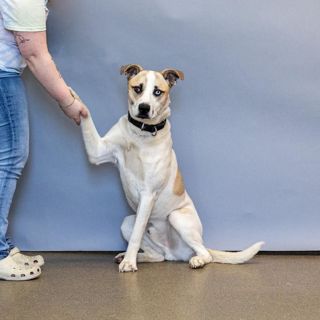 Enlarge Ghost, a Adoptable mixed breed in Council Bluffs, IA image 3/4