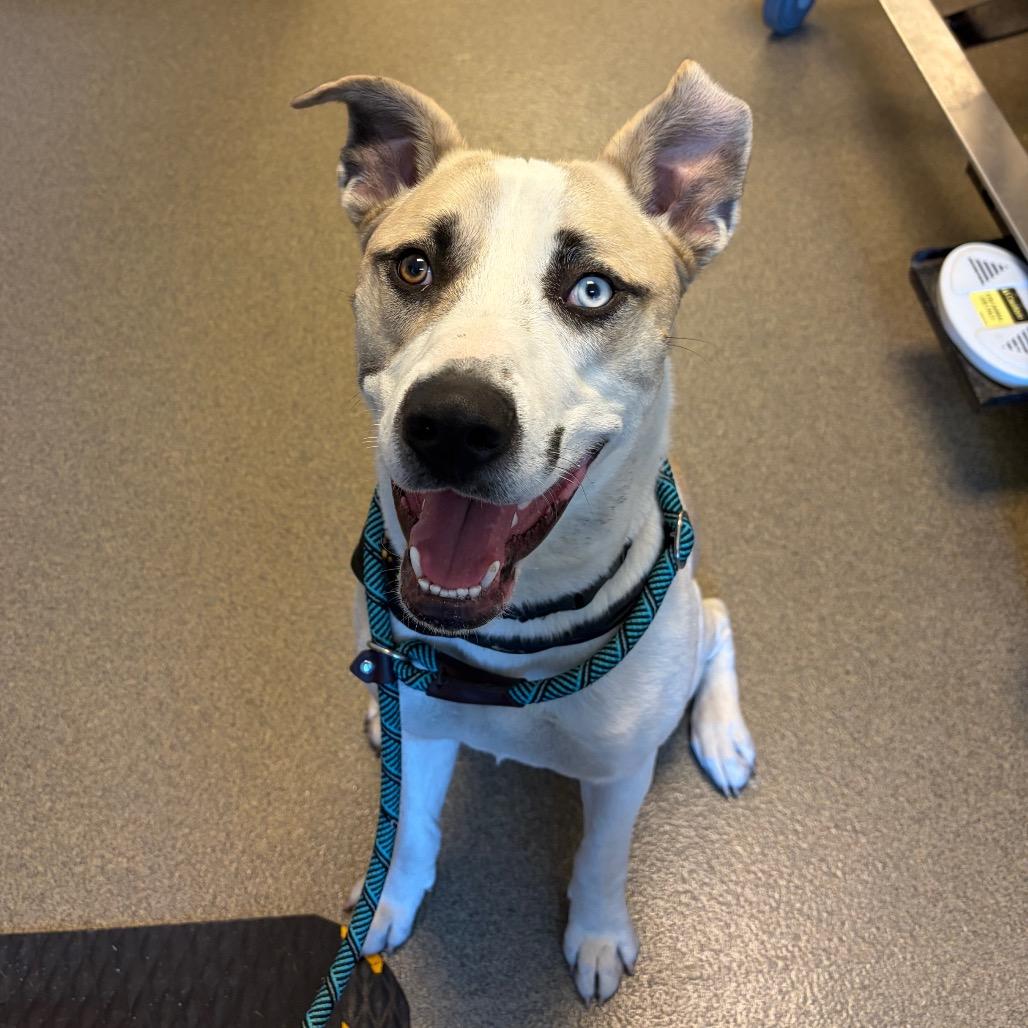 Enlarge Ghost, a Adoptable mixed breed in Council Bluffs, IA image 4/4