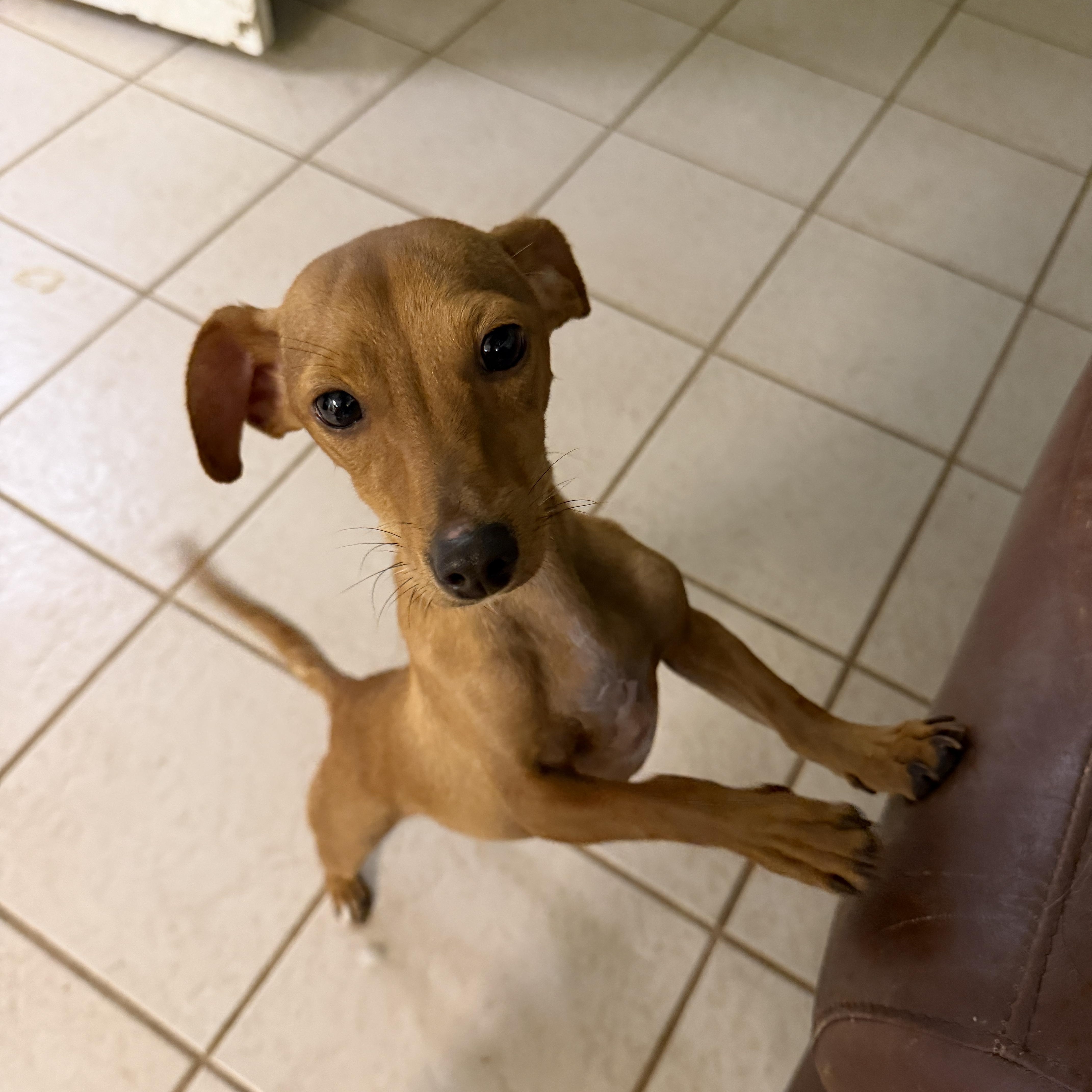Enlarge Sammy, a Adoptable mixed breed in Gilbert, AZ image 2/3