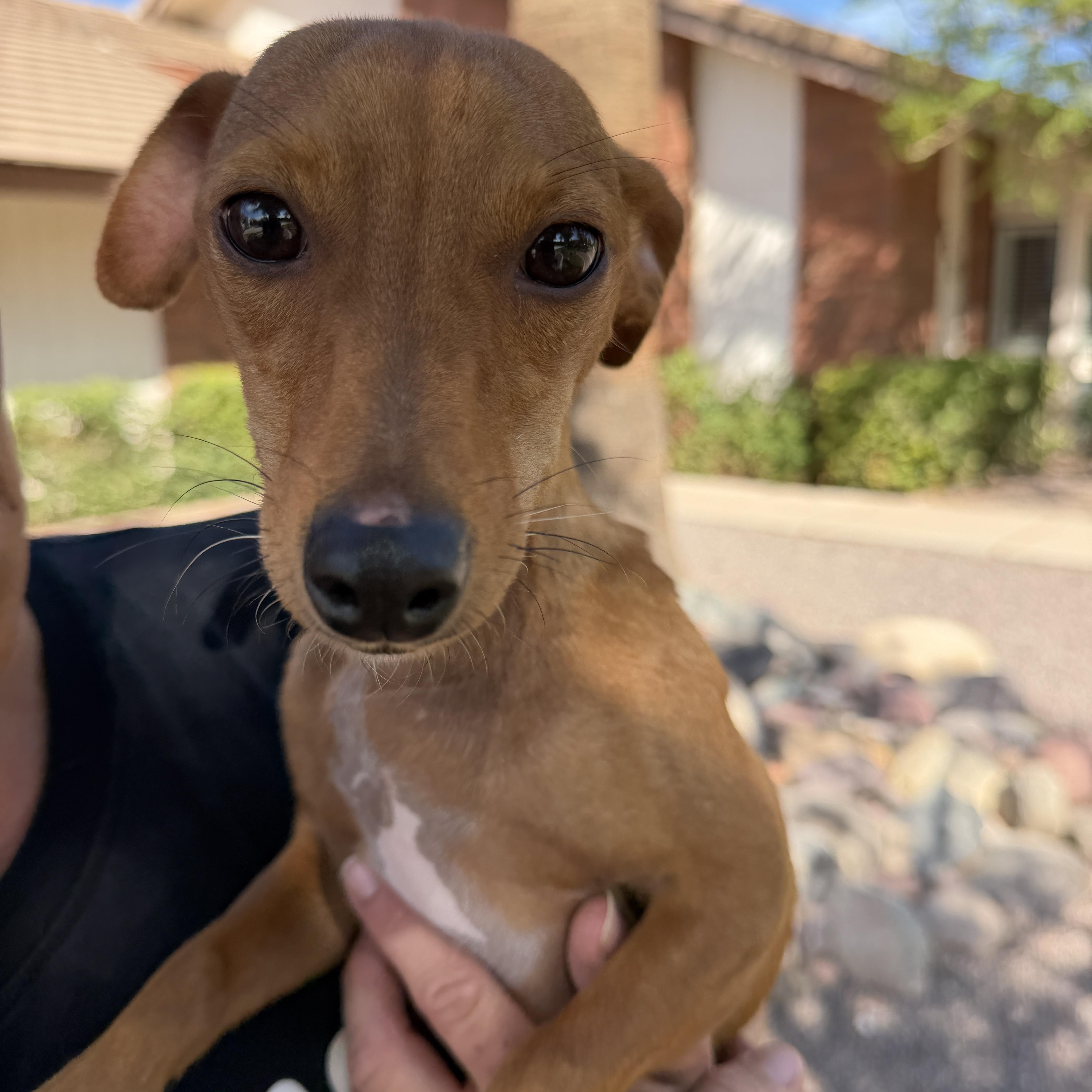 Sammy, Adoptable, Young Male Dachshund & Miniature Pinscher.