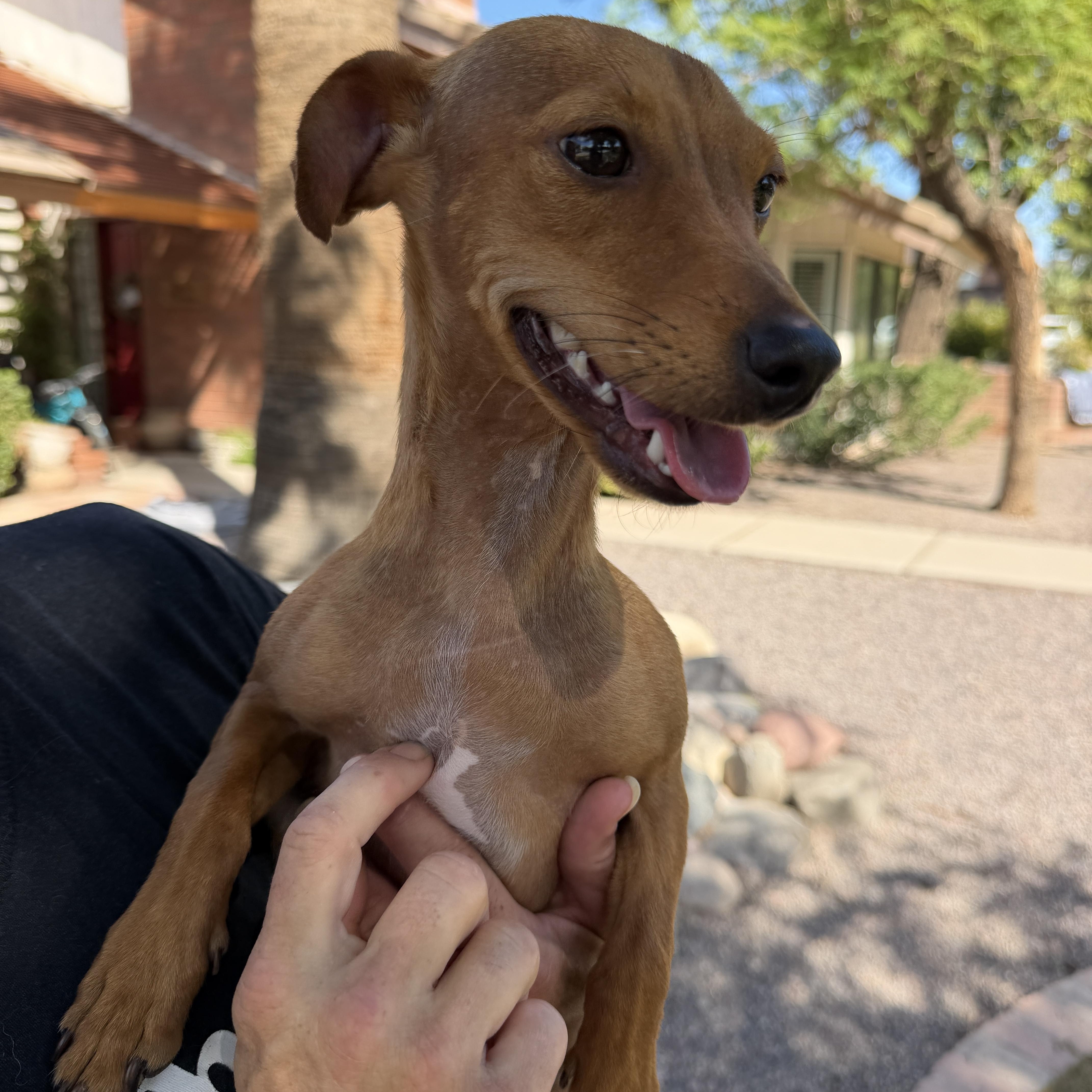 Enlarge Sammy, a Adoptable mixed breed in Gilbert, AZ image 3/3
