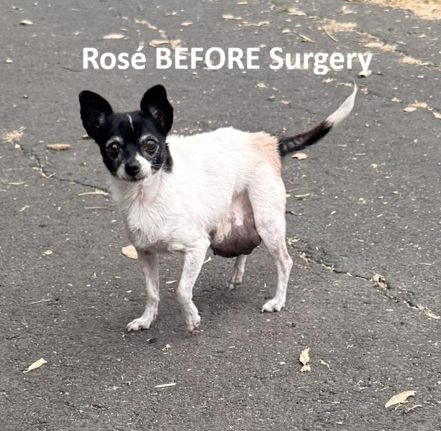 Enlarge Rosé, a ADOPTABLE mixed breed in Santa Rosa, CA image 4/6
