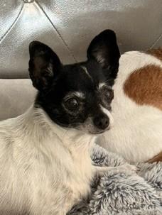 Rosé, ADOPTABLE, Adult Female Chihuahua.