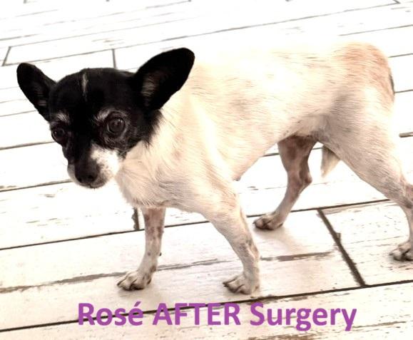 Enlarge Rosé, a ADOPTABLE mixed breed in Santa Rosa, CA image 5/6