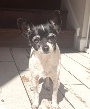 Enlarge Rosé, a ADOPTABLE mixed breed in Santa Rosa, CA image 2/6