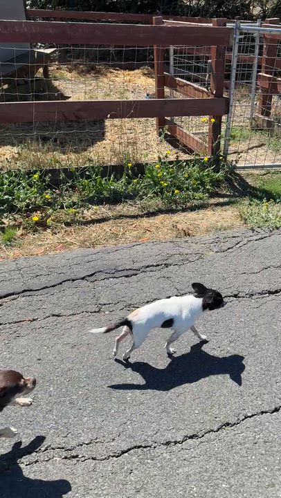 Enlarge Rosé, a ADOPTABLE mixed breed in Santa Rosa, CA video 6/6