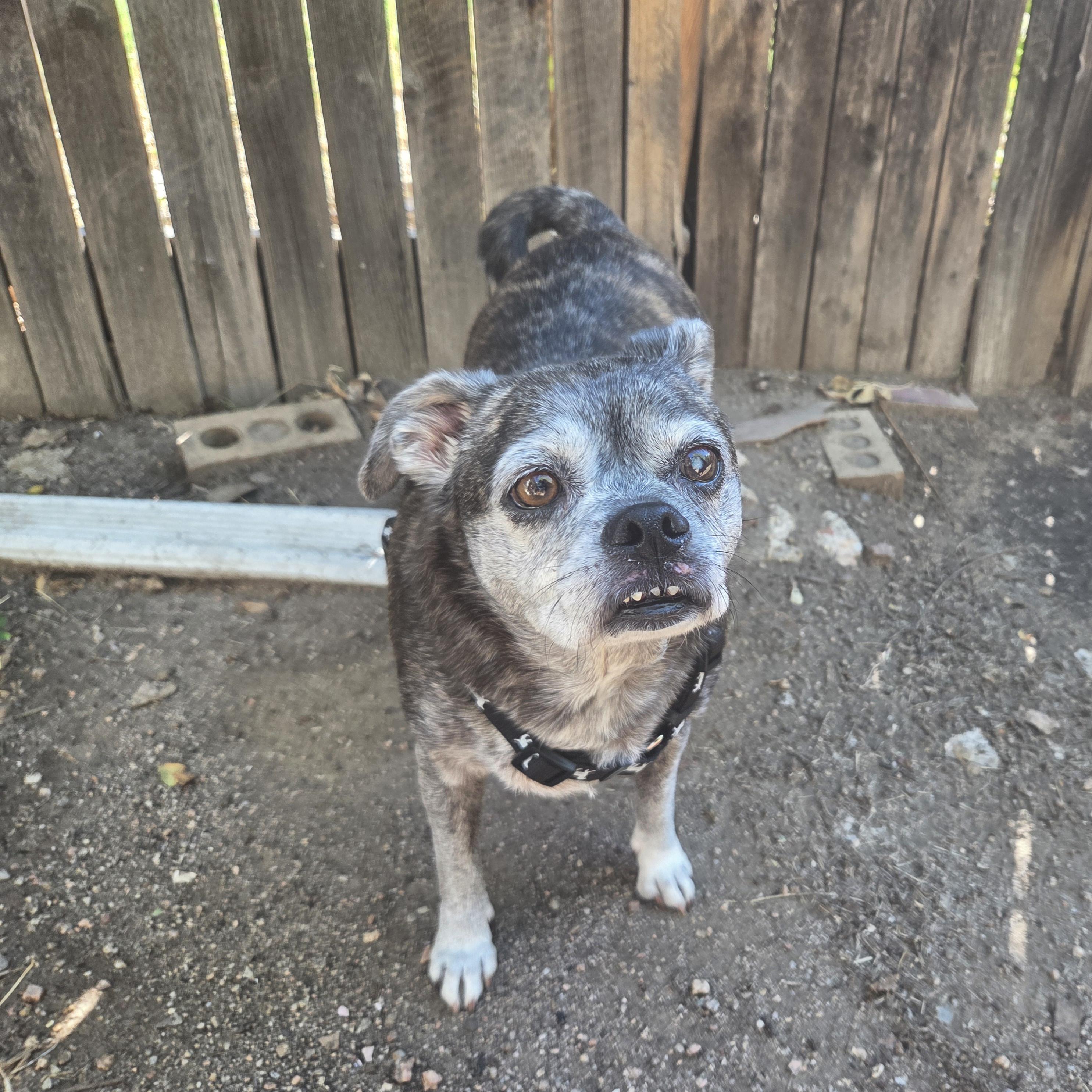 Enlarge Gracie in CO, a Adoptable mixed breed in Littleton, CO image 4/6