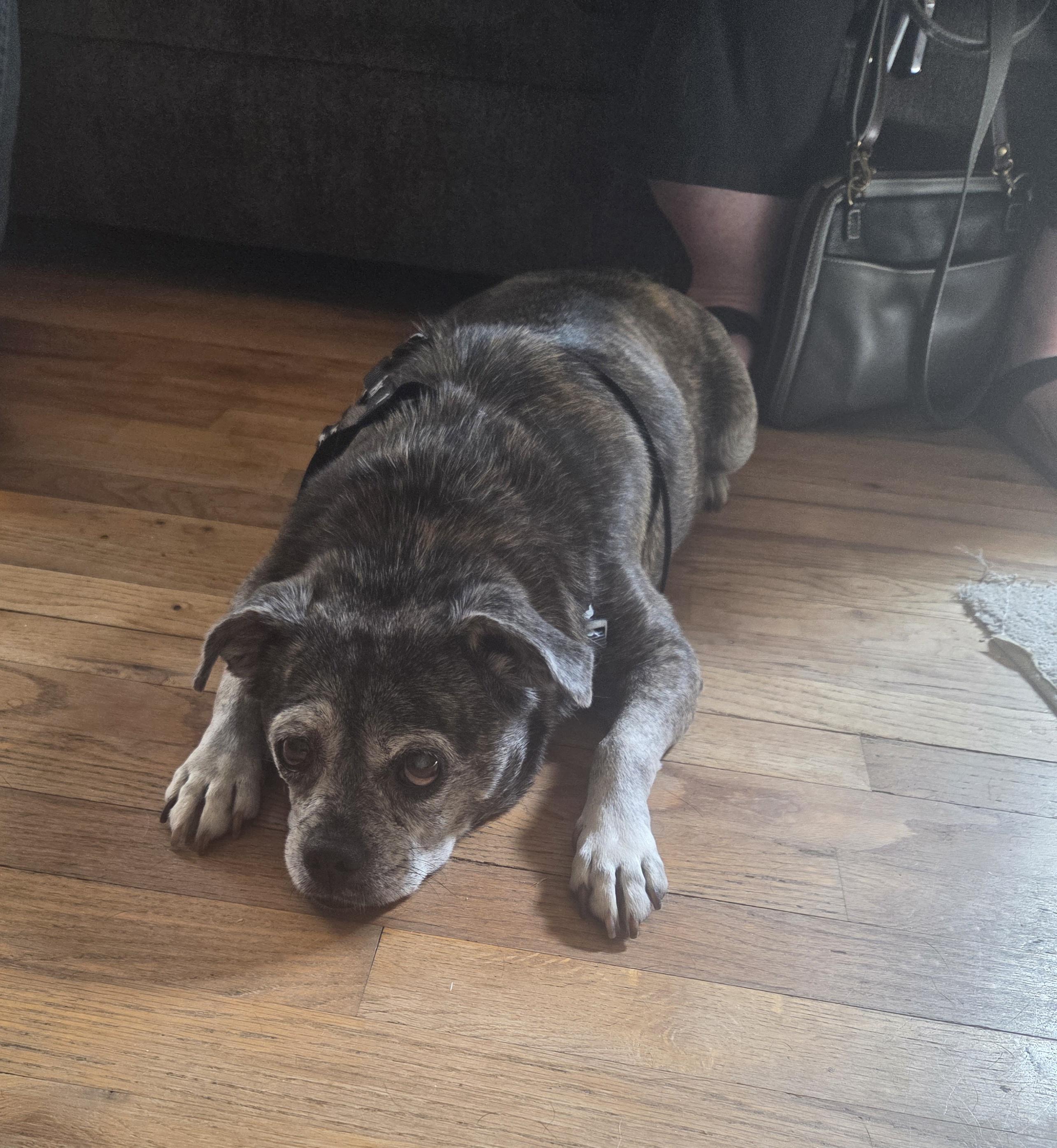 Enlarge Gracie in CO, a Adoptable mixed breed in Littleton, CO image 2/6