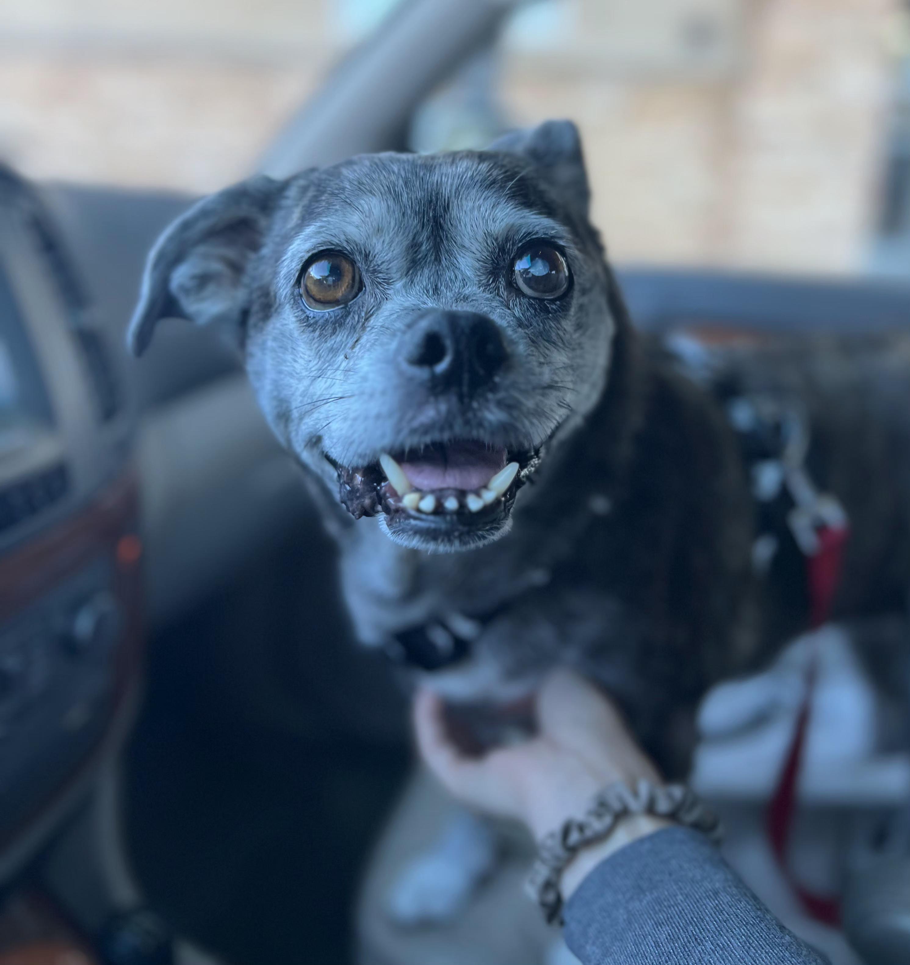 Enlarge Gracie in CO, a Adoptable mixed breed in Littleton, CO image 6/6