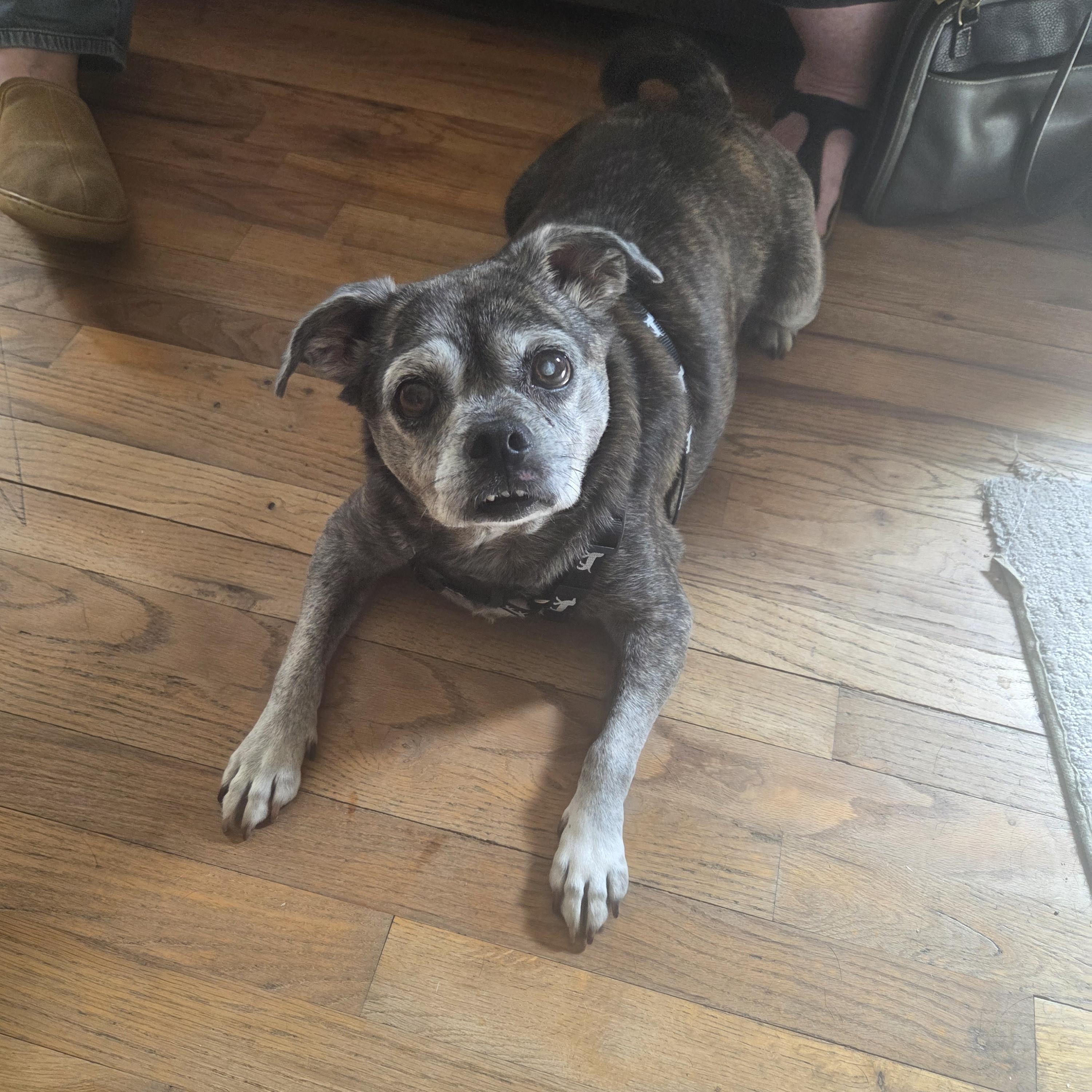 Gracie in CO, Adoptable, Senior Female Boston Terrier & Pug.