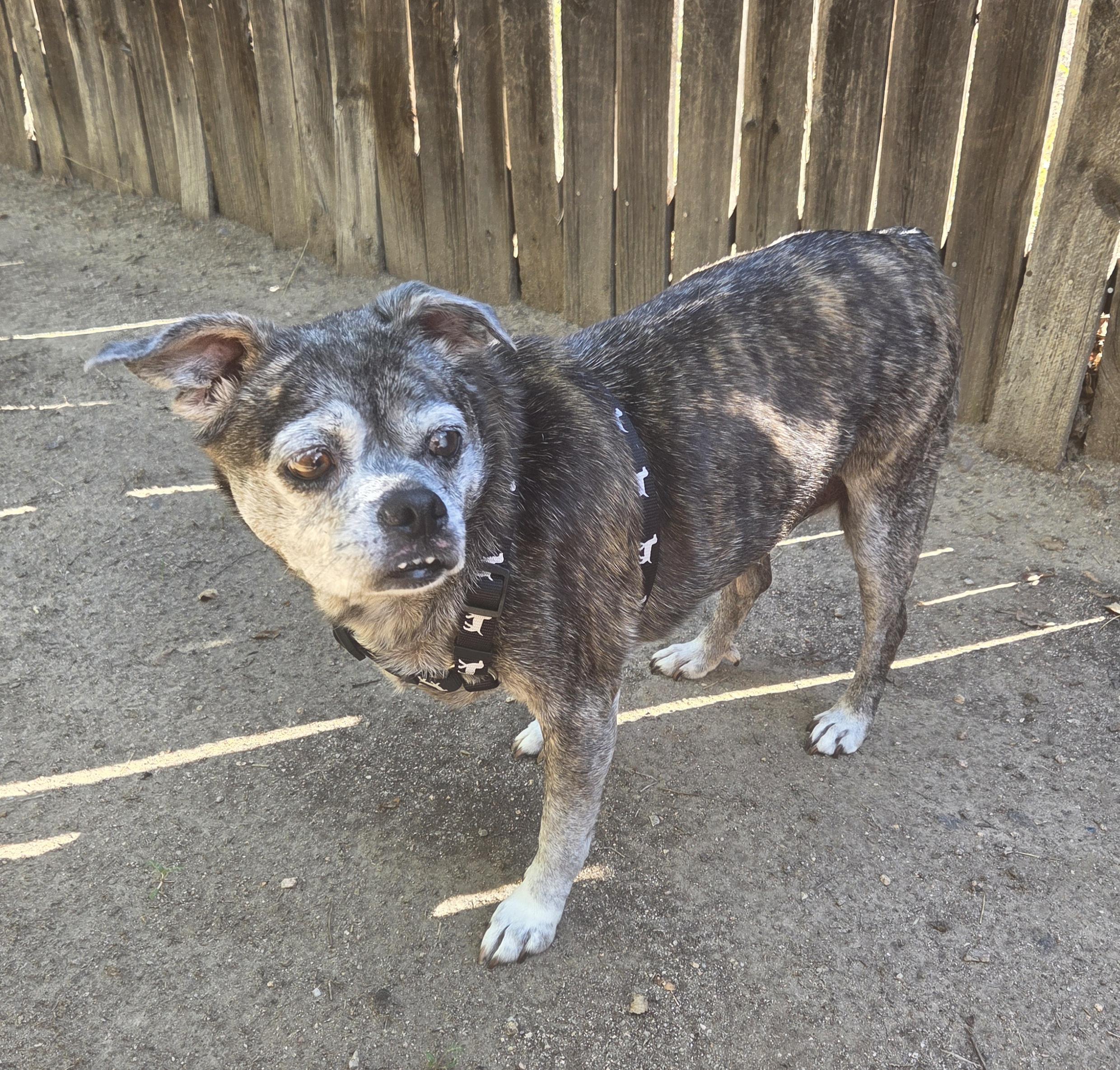 Enlarge Gracie in CO, a Adoptable mixed breed in Littleton, CO image 3/6