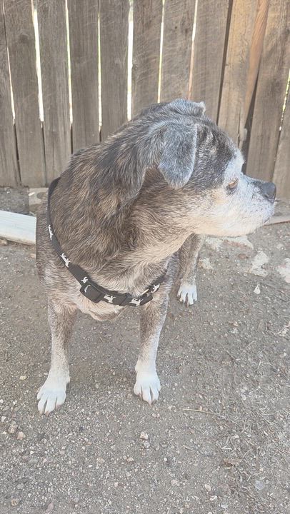 Enlarge Gracie in CO, a Adoptable mixed breed in Littleton, CO video 5/6