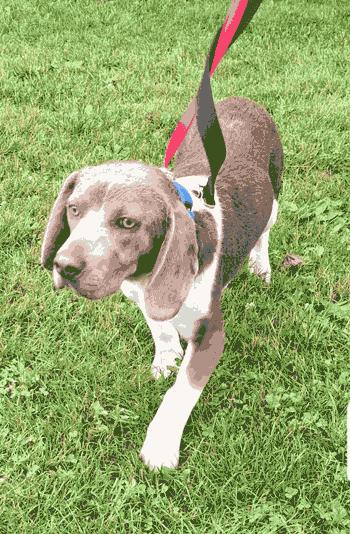Sport, an adoption pending Beagle in West Decatur, PA image 1/4