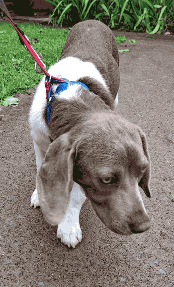 Sport, an adoption pending Beagle in West Decatur, PA image 2/4