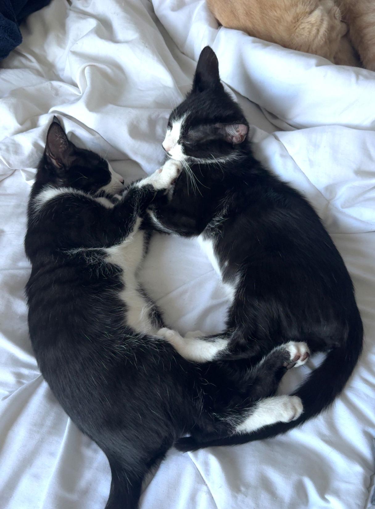 Tic, a Adoptable mixed breed in Magnolia Springs, AL image 1/3