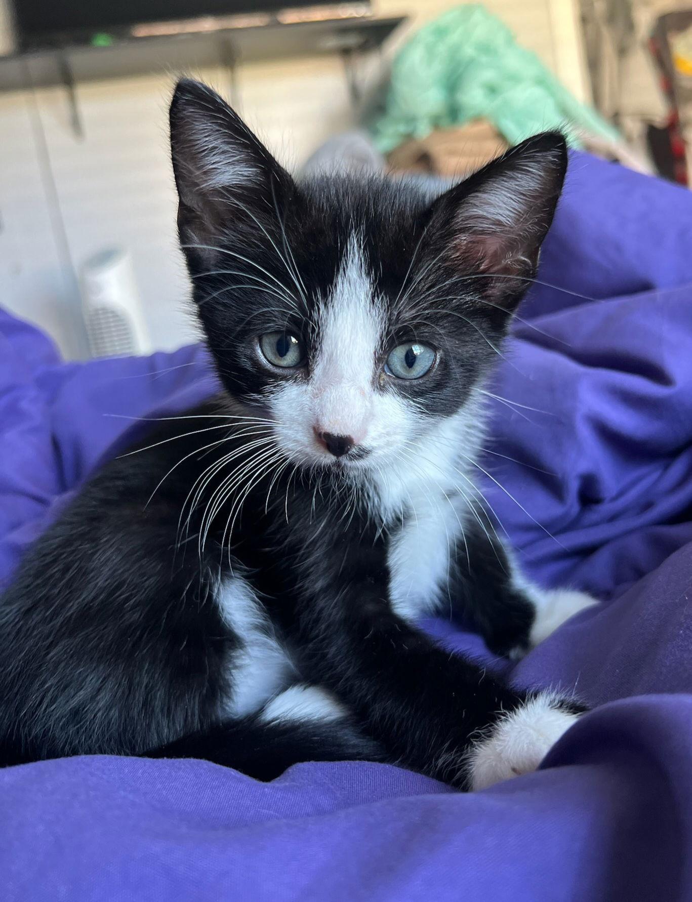 Tic, a Adoptable mixed breed in Magnolia Springs, AL image 3/3