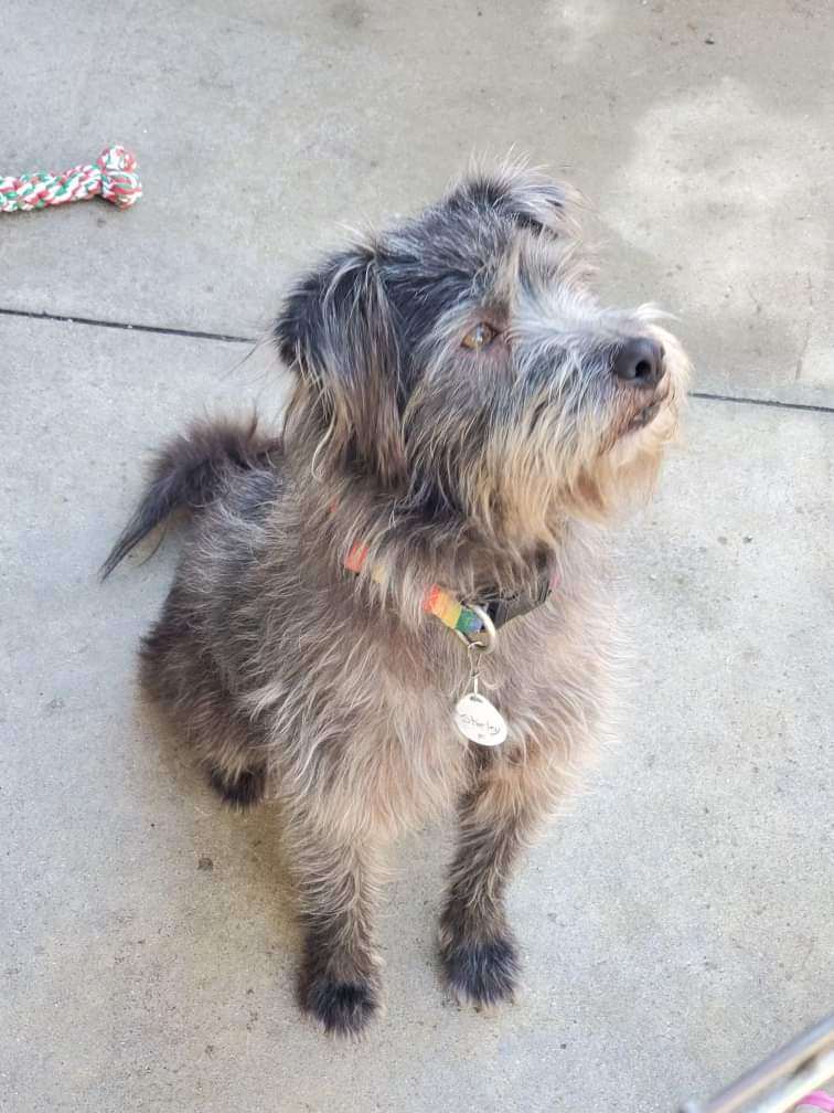 Dog for adoption Shirley, a Glen of Imaal Terrier & Terrier Mix in