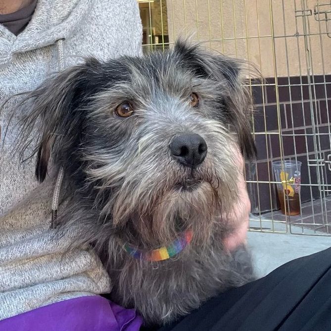 Dog for adoption Shirley, a Glen of Imaal Terrier & Terrier Mix in