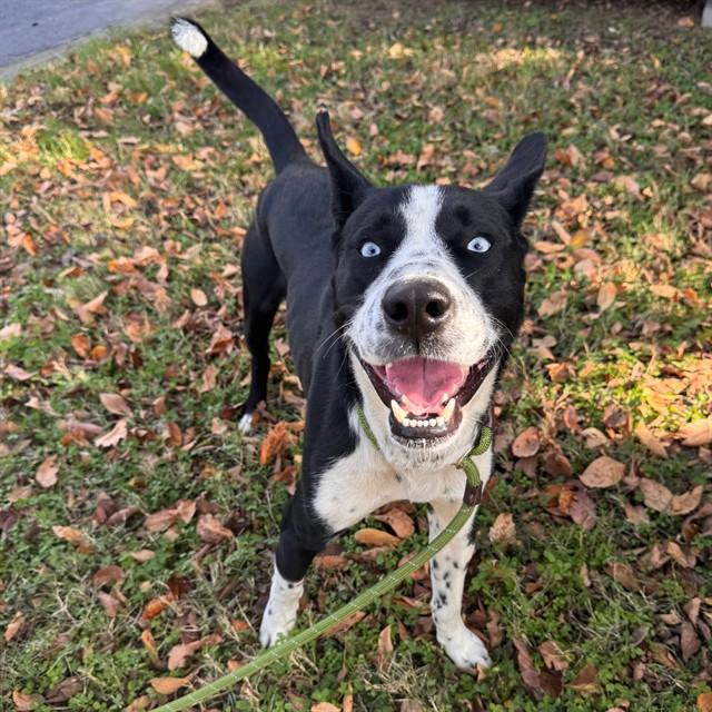 PANDA, Adoptable, Young Male Siberian Husky & Dalmatian.