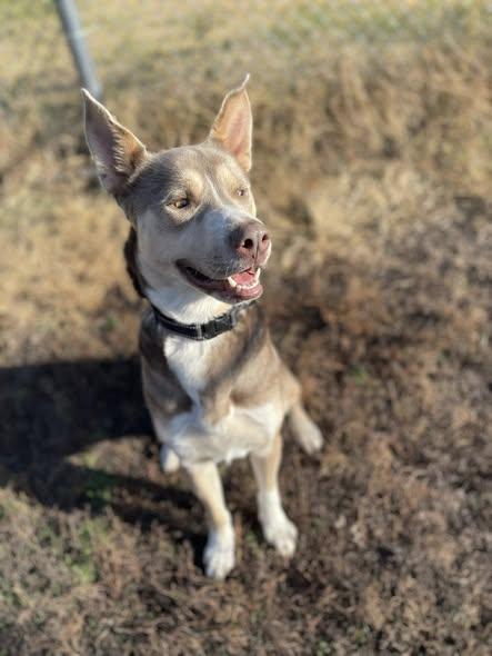 Bennie, Adoptable, Young Male Husky.