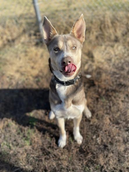 Enlarge Bennie, a Adoptable mixed breed in North Kansas City, MO image 2/3