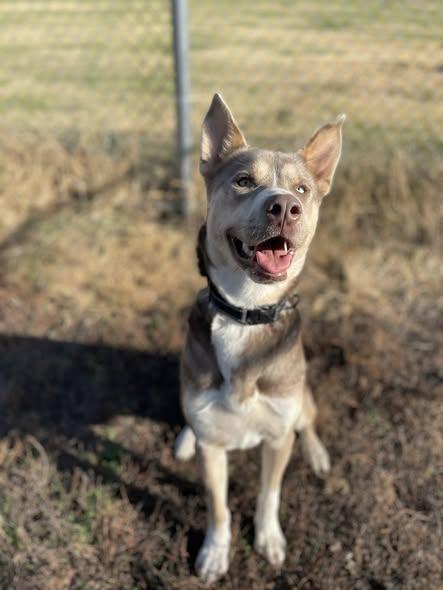 Enlarge Bennie, a Adoptable mixed breed in North Kansas City, MO image 3/3