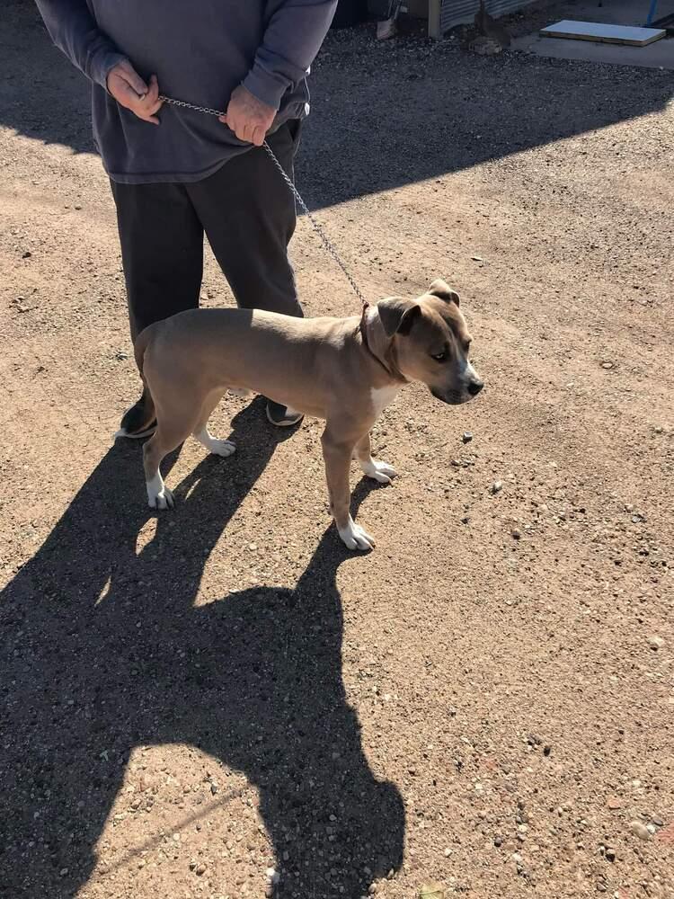 Chance, Adoptable, Adult Male Pit Bull Terrier & Mixed Breed.