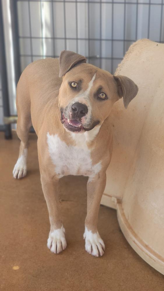 Enlarge Chance, a Adoptable mixed breed in Crosbyton, TX image 2/5